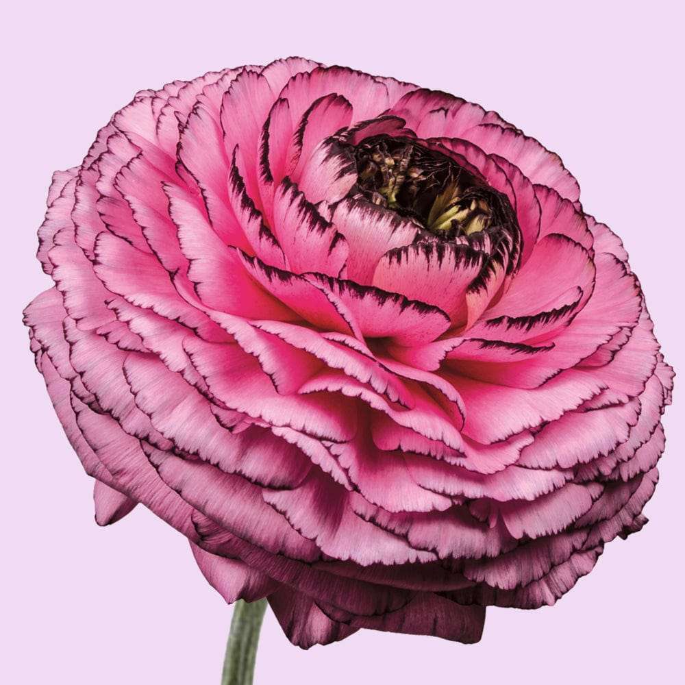 Ranunkel 'Elegance Rosa Striato'